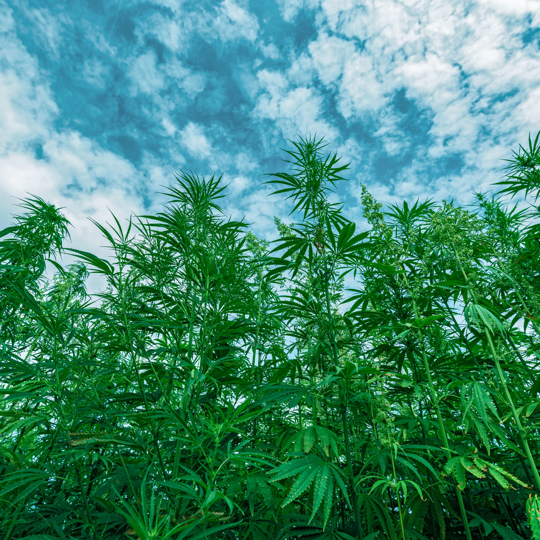 Could The Hemp Plant Be The Most Versatile On The Planet? | Tanasi