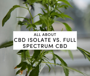 full spectrum vs CBD isolate