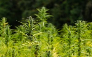 hemp plants in field 