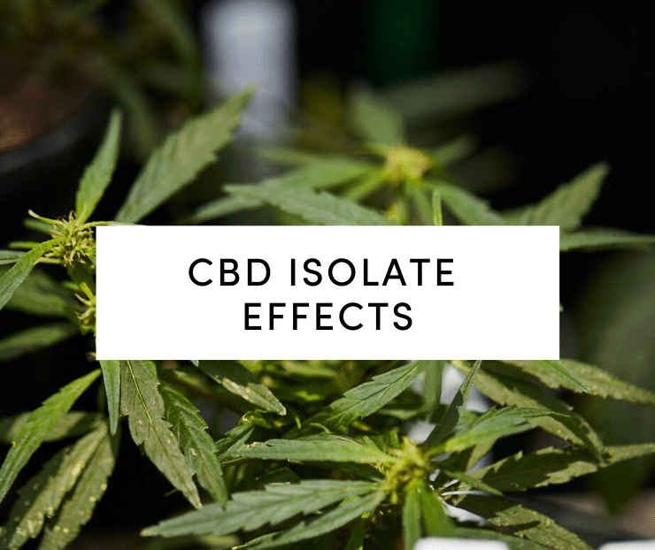 CBD Isolate Effects with hemp plant in background