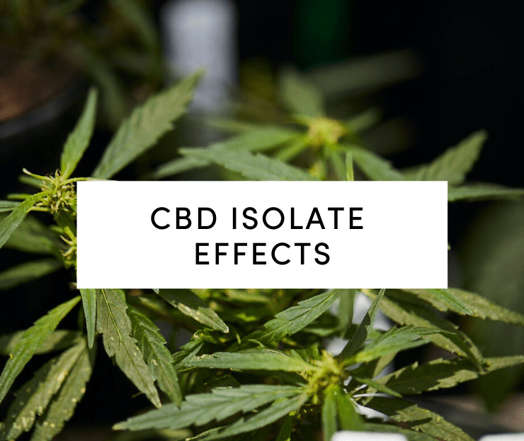 What Is CBD Isolate And What Are The CBD Isolate Effects?