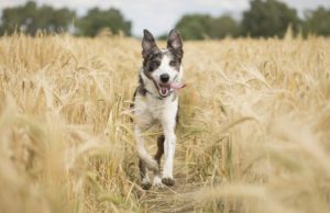 dog running through wheat field