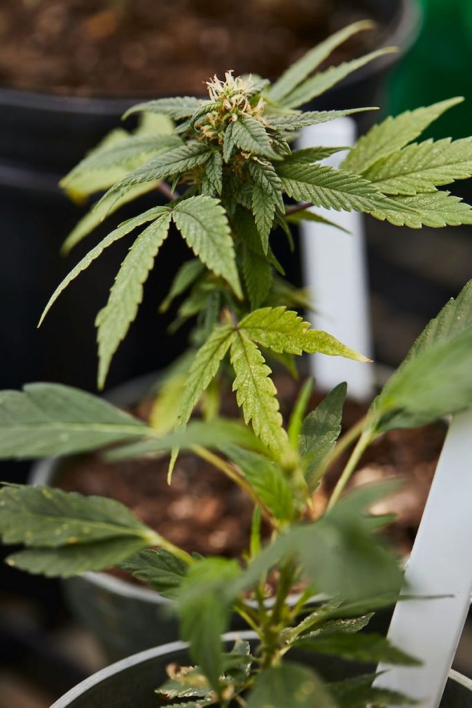 Exploring Hemp Oil Does Hemp Oil Have THC?