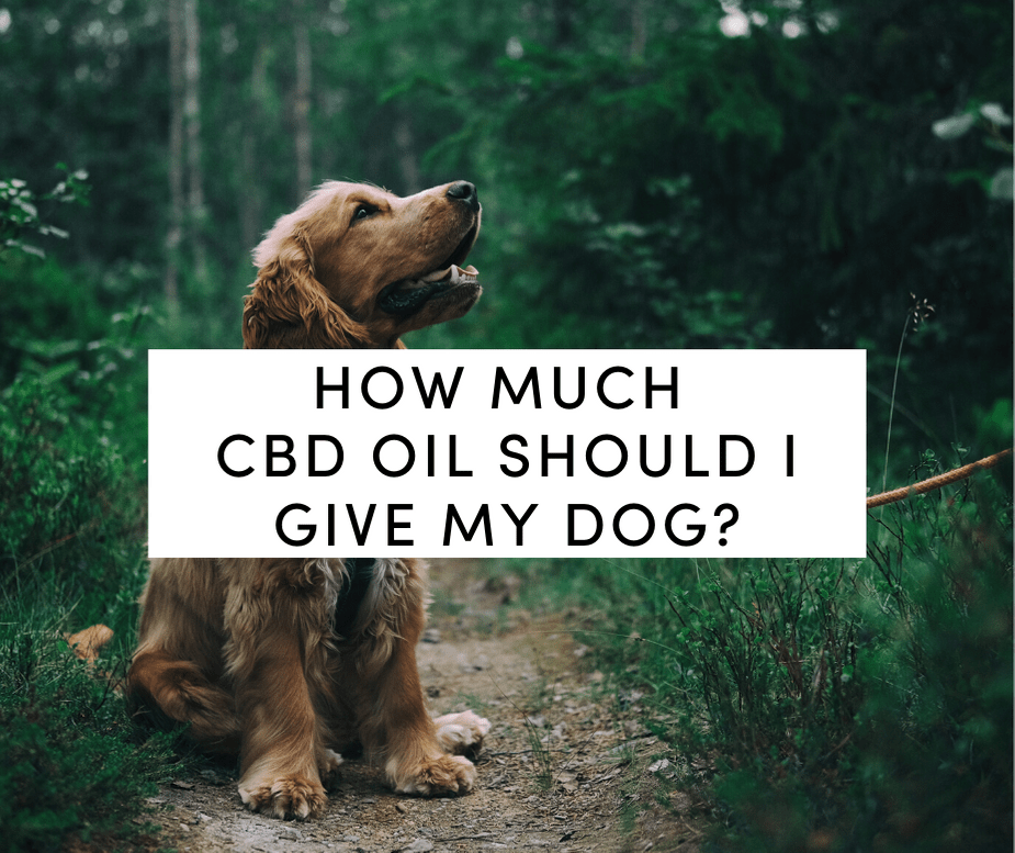 How Much CBD Oil Should I Give My Dog?