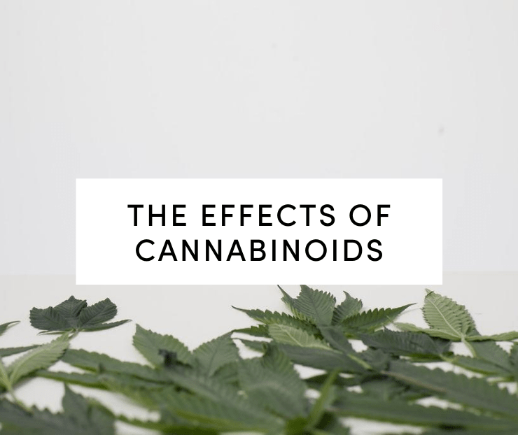 Hemp leaves containing cannabinoids on white background