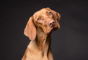 brown dog with black background