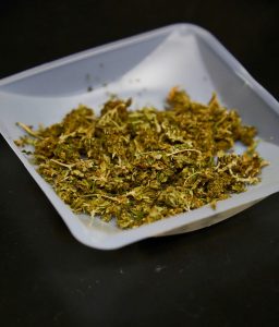 dried hemp leaves in a white bowl