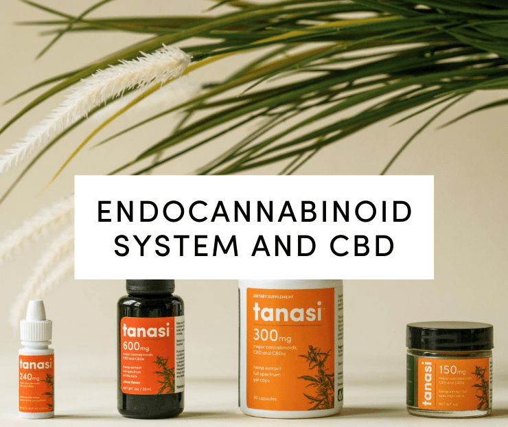 endocannabinoid system and CBD