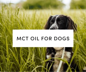 MCT Oil for Dogs - Is It Good?