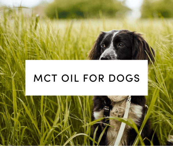 MCT Oil for Dogs - Is It Good?
