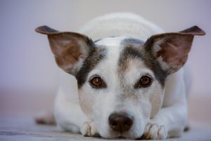 White dog with dark patches laying down with ears perked up