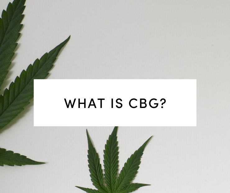 What Is CBG: Hemp leaves on white background