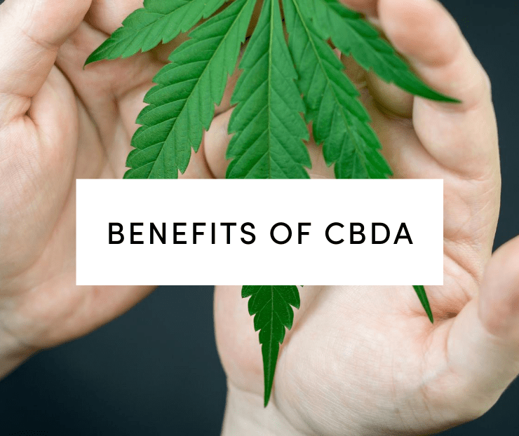CBDA Benefits: Hand holding hemp plant