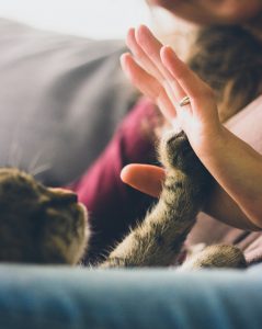 Cat touching paw to human hand