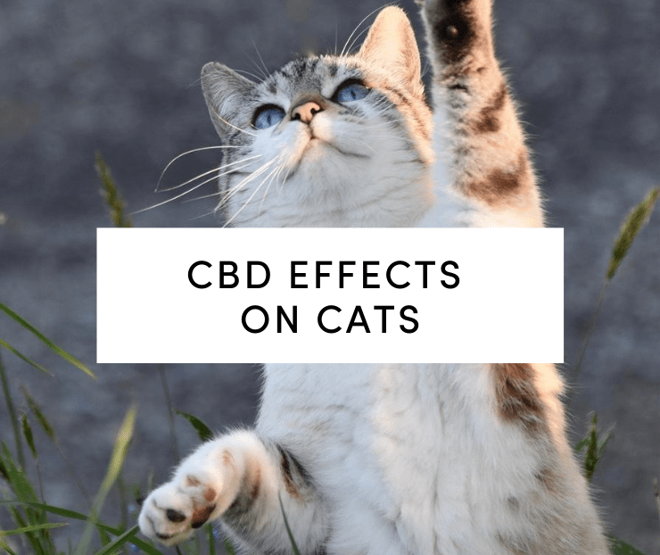 CBD effects on cats: Cat playing outside with paws in air