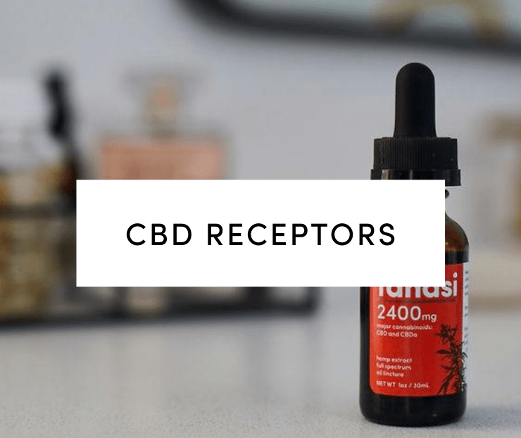 CBD Receptors: Everything You Need To Know