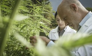 Scientists studying hemp plant