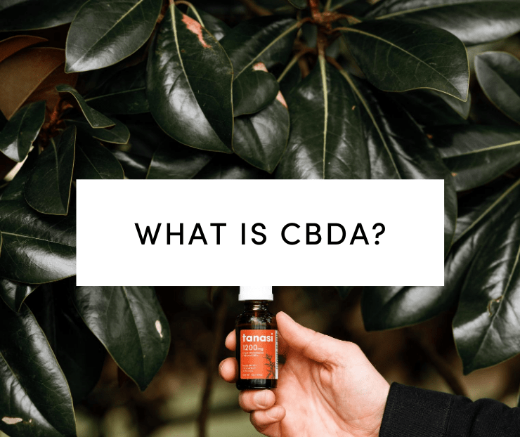 What Is CBDA: Tanasi CBD CBDA Tincture