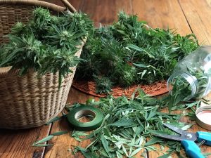 Basket of cannabis plant cbg vs. thc