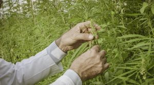 researcher looking at hemp leaves