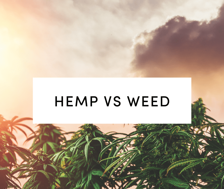 hemp vs weed