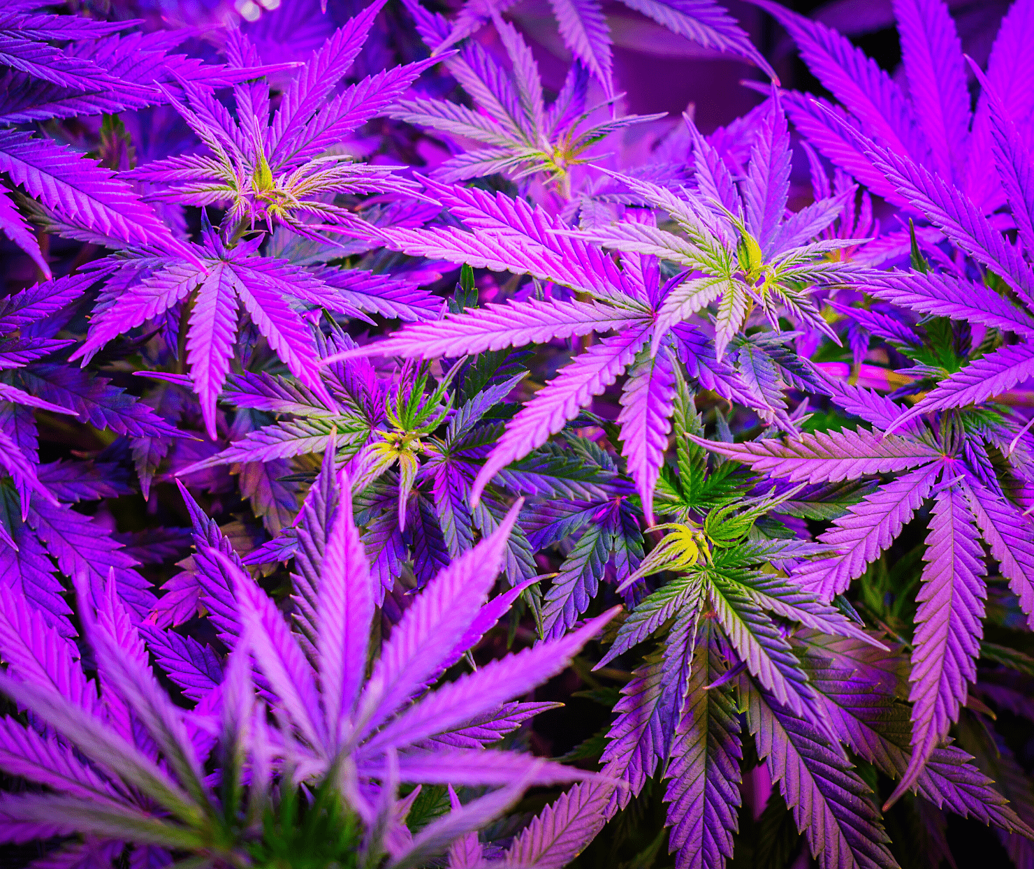 The Best CBD Strains of Hemp Not All Plants Are Created Equal M A N