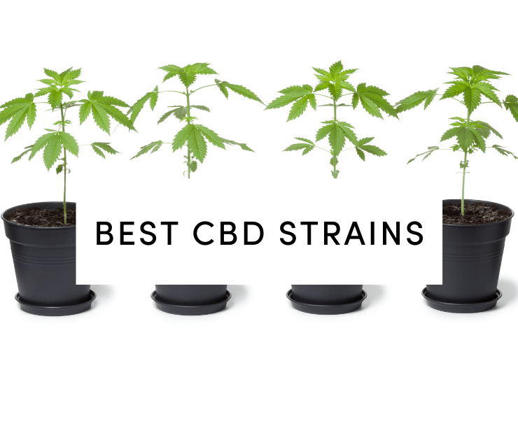 best cbd strains