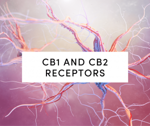 cb1 and cb2 recpetors