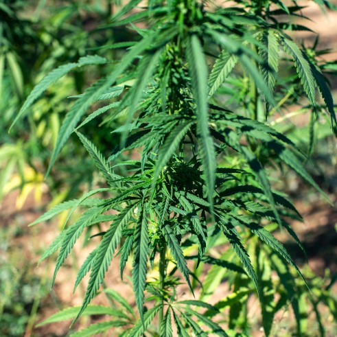 cannabis sativa variety industrial hemp