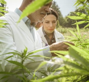 researchers-checking-hemp-plants-in-the-field