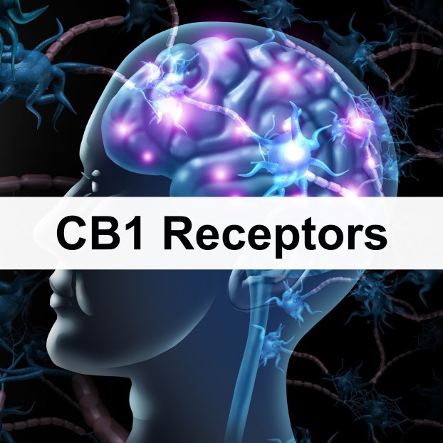 CB1 Receptors - A Closer Look At Their Role