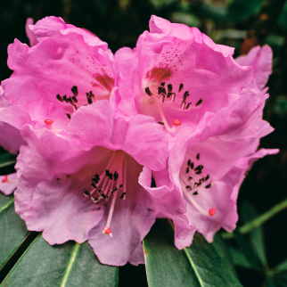 Cannabinoids In Plants - Chinese Rhododendron contains substance that are stringly similar to cannabinoids