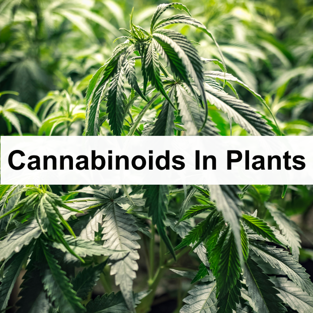 Cannabinoids In Plants