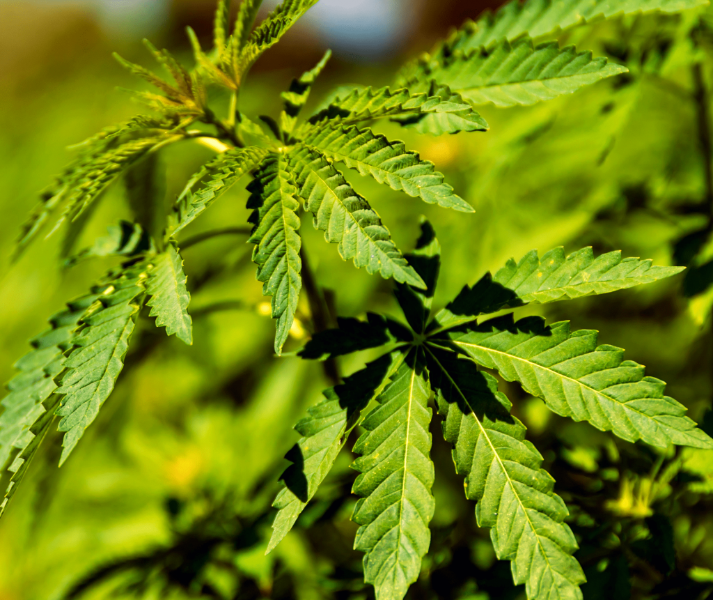 Does Hemp Have THC? Yes, But Only Trace Amounts