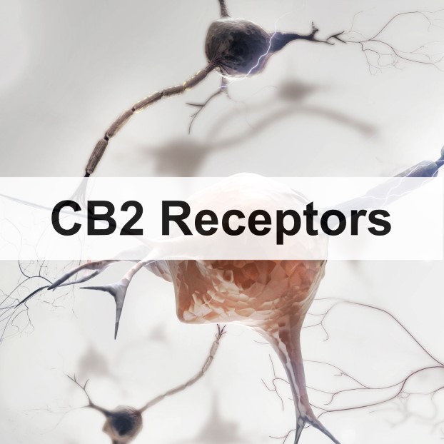 CB2 Receptors - What Is Their Role?
