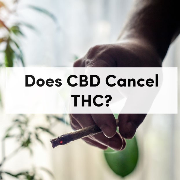 Does CBD Cancel THC?