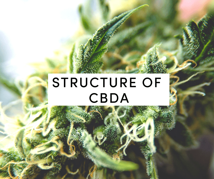structure of cbda