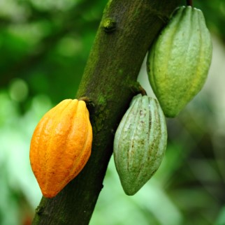 Cannabinoids In Plants - cacao is an excellent source of anandamide, an endocannabinoid