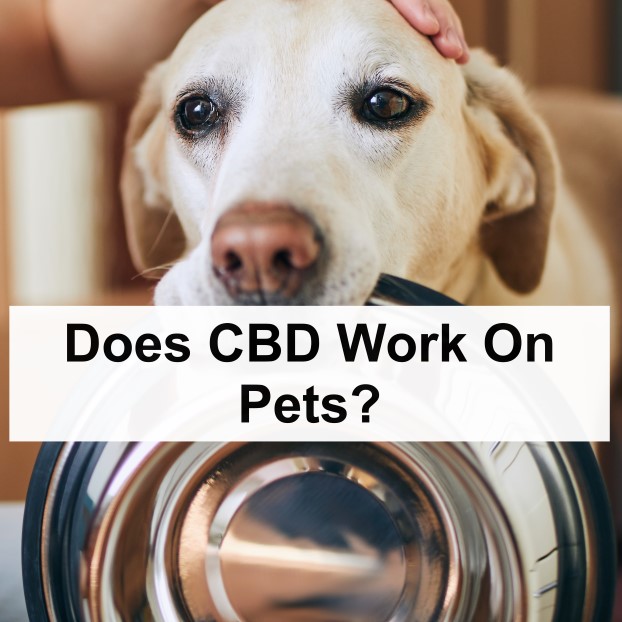 Does CBD Work On Pets?