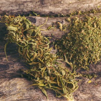 What Does CBD Dominant Mean? - dried cannabis strain