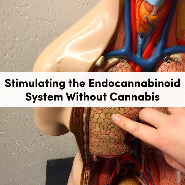 Stimulating the Endocannabinoid System Without Cannabis