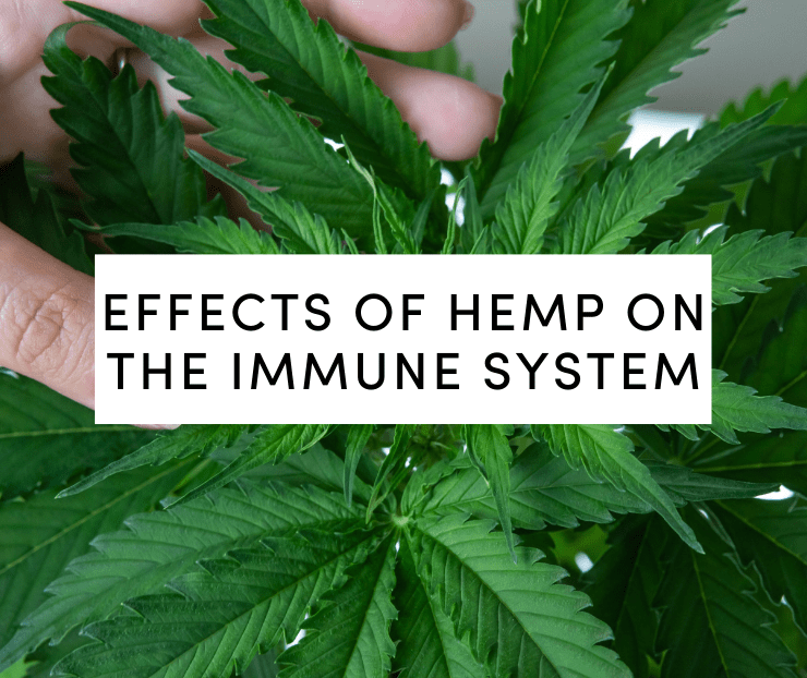 effects of hemp on the immune system