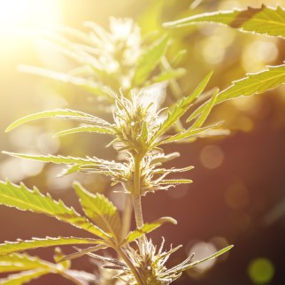 Phytocannabinoids – What Are They? - hemp flower under the sunset
