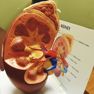 CBD Receptors in The Kidney - Model of a kidney organ