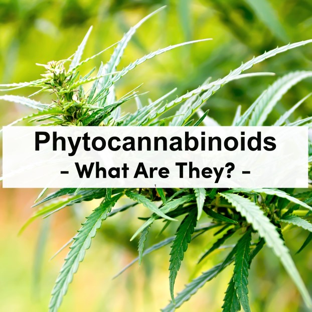 What are phytocannabinoids