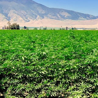 Where Is CBD Located on Hemp - hemp growing field in california