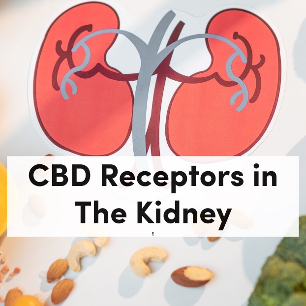 CBD Receptors in The Kidney