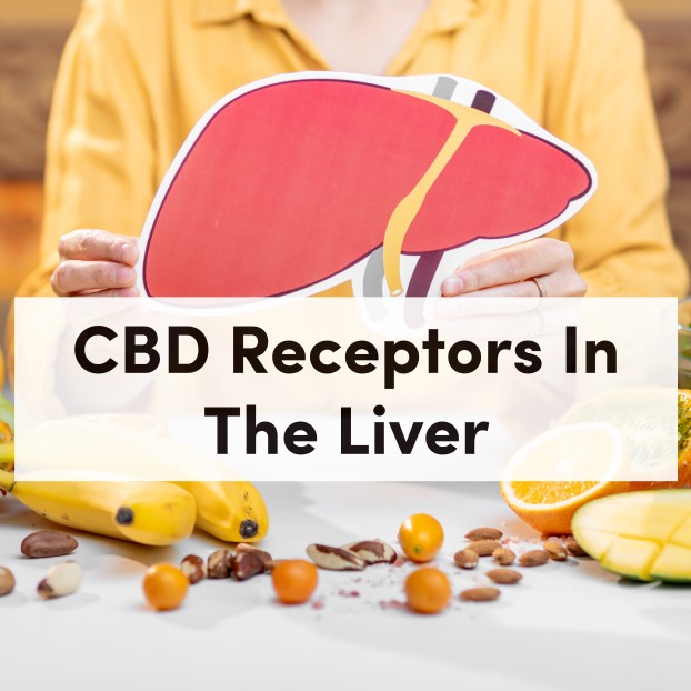 CBD Receptors In The Liver