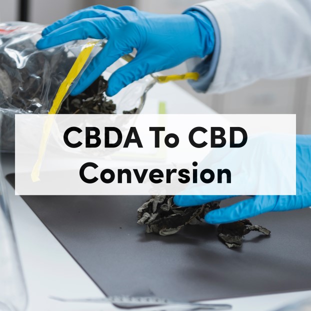 CBDA To CBD Conversion CBDA tanasi