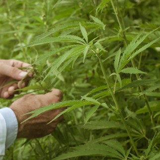 Phytocannabinoids – What Are They? - examining hemp plants